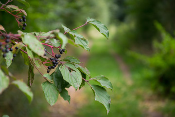 Schwarze Beeren