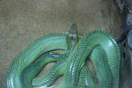 Red tailed green rat snake (Gonyosoma oxycephalum)