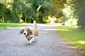 Canadian Basset Hound walking in park