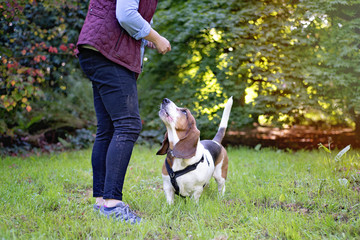 Dog Trainer with Basset Hound