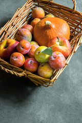 Colorful freshly picked plums red yellow green apples orange pumpkin in wicker basket on black grey stone background. Thanksgiving autumn fall harvest abundance concept. Poster with copy space