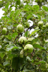 Green apples on branch ready to be harvested