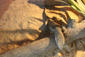 Savannah Monitor (Varanus exanthematicus)