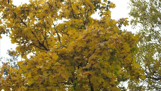 Autumn yellow leaves swaying in wind in park. Slow motion.