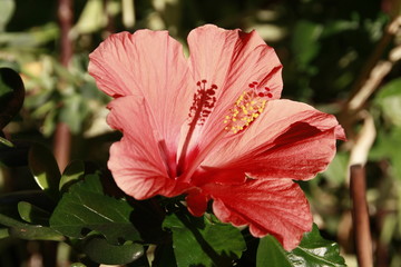hibiskusblüte © Simone