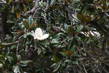 Magnolia flower 