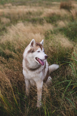 Profile portrait of siberian husky dog with brown eyes sitting in the grass at sunset