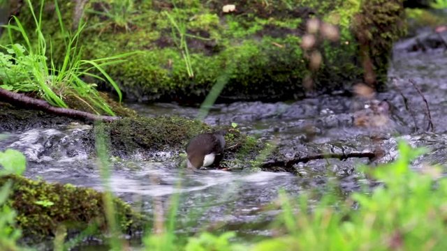 dipper bird, Cinclus, bathing, eating and grooming along a river in Scotland during September.