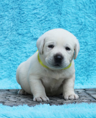 the little labrador puppy on a blue background