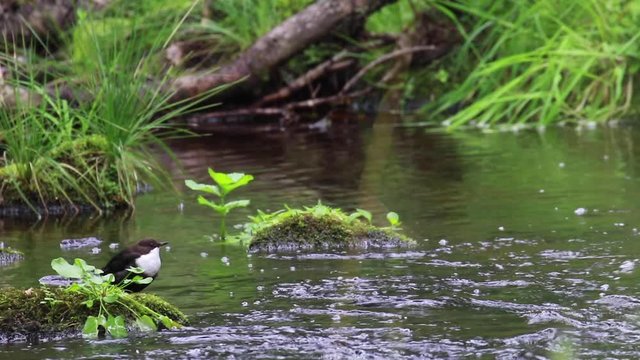 dipper bird, Cinclus, bathing, eating and grooming along a river in Scotland during September.