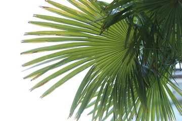 Palm leave texture 