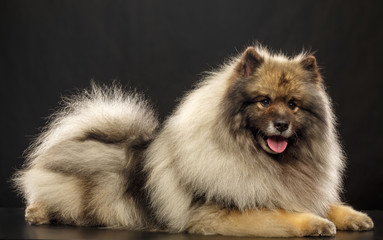 Keeshond dog on Isolated Black Background in studio