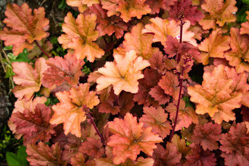 Color leaves