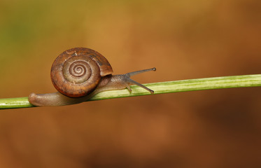Snail	