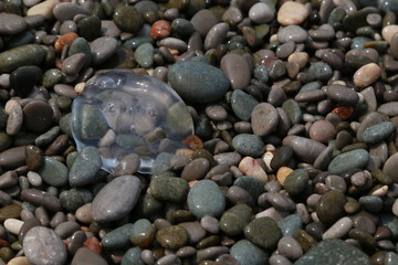 Jellyfish on the stones 
