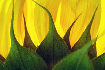 Obraz premium Back part of a sunflower with orange petals illuminated by sun rays as backlight
