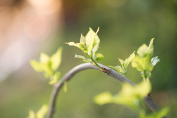 New mulberry grow up