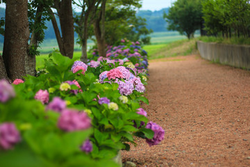 紫陽花の路