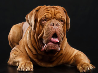 Bordeaux dog, the dog on Isolated Black Background in studio