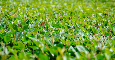 Neatly trimmed green fence close-up view from above