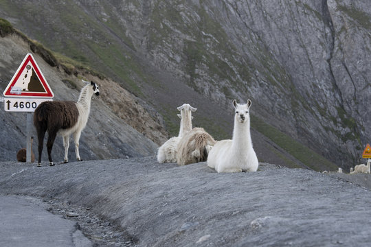 A herd of Llamas on the famous tour de France site, Col du Tourmalet , escaped from a camping site where they were used as lawnmowers in 2015
