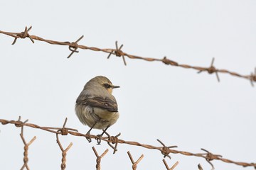 Northern Wheatear or Wheatear - Oenanthe oenanthe, Crete	