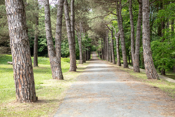 Rural road lined by old trees