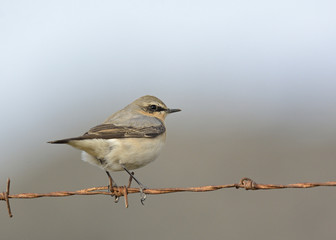 Northern Wheatear or Wheatear - Oenanthe oenanthe, Crete	