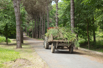 Tractor and trailer with branches