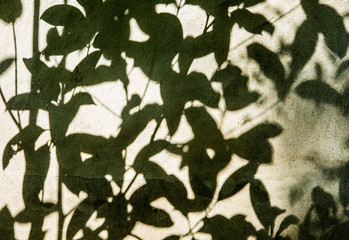 leaves shadow on the wall