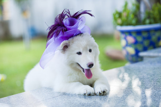 baby Siberian husky is play small ball and looking for people to play with him or herself.