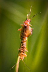 red soldier beetles are mating on a blade of gras
