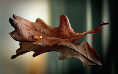 Water drop on Dry oak leaf in autumn