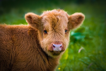 close up of a scottish highlander calf looking  into the camera