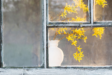 spring yellow flowers in vase on window