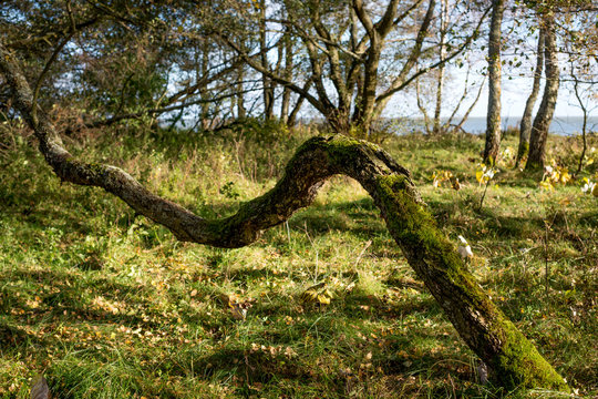 Curved trunk of a tree in a moss in an autumn forest
