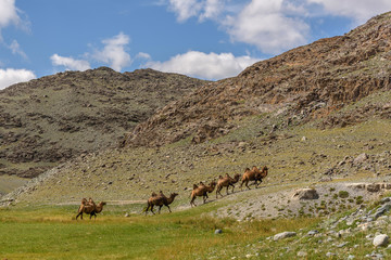 camels herd graze mountains