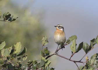 Whinchat - Saxicola rubetra, Crete, Greece