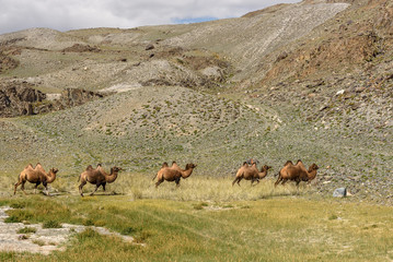 camels herd graze mountains