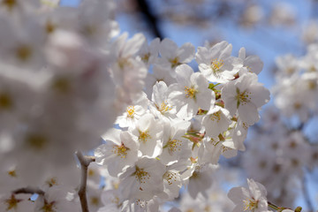 桜