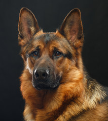 German Shepherd Dog  Isolated  on Black Background in studio