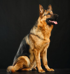 German Shepherd Dog  Isolated  on Black Background in studio