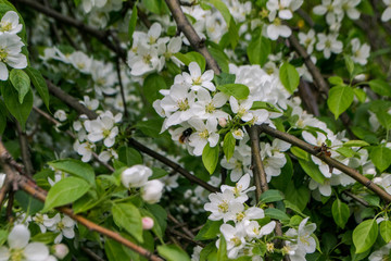 blooming tree in the park