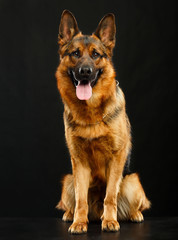 German Shepherd Dog  Isolated  on Black Background in studio