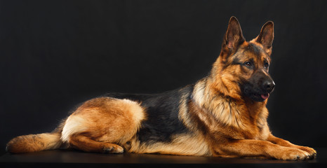 German Shepherd Dog  Isolated  on Black Background in studio