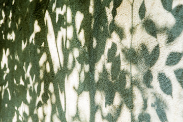 leaves shadow on the wall