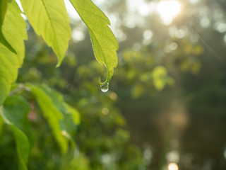 Waterdrop hanging on green leaf, close up shot. Green leaves of tree, with bokeh effect. Green foliage of trees in summer garden after rain. Blurred background. Soft selective focus