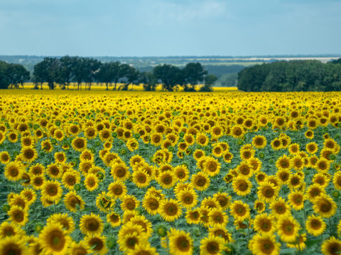 large field of sunflowers with far bush and green trees at summer. Rural landscape. Yellow agricultural field blooming under a grey cloudy sky. Blurred background. Soft selective focus