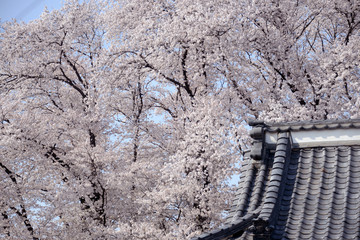 桜