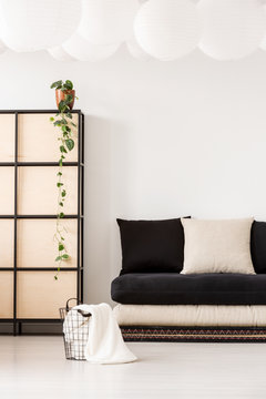 Plant on screen next to black sofa with pillows in minimal and white living room interior with basket. Real photo